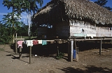 853_Traditioneel indiaans huis, Cuyabeno NP